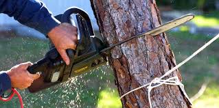 Trusted Chamberlain, SD Tree Care Experts