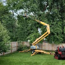Best Tree Cabling and Bracing  in Chamberlain, SD
