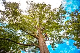 How Our Tree Care Process Works  in  Chamberlain, SD