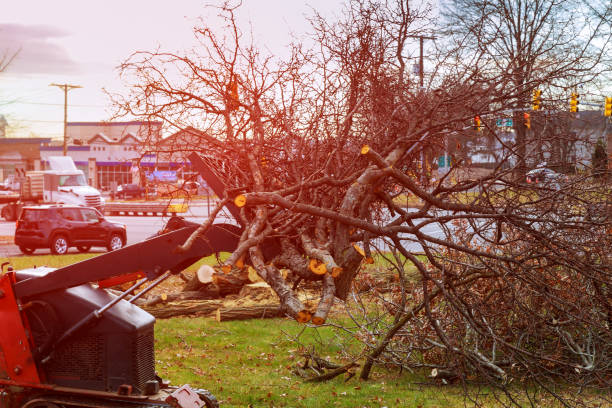 Best Tree Maintenance Programs  in Chamberlain, SD