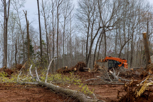 Best Stump Grinding and Removal  in Chamberlain, SD