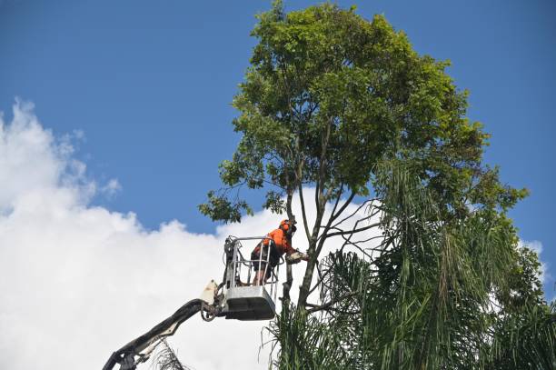 Best Tree Removal  in Chamberlain, SD