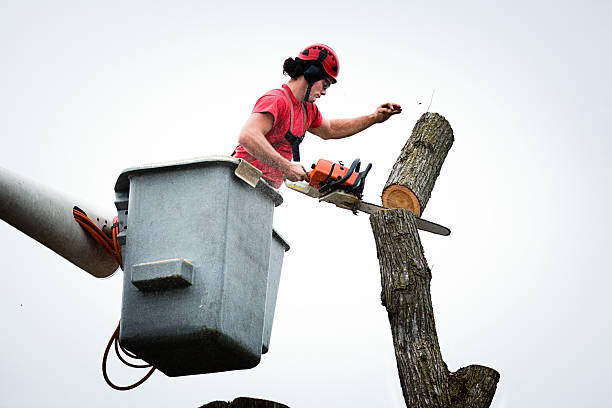 Leaf Removal in Chamberlain, SD